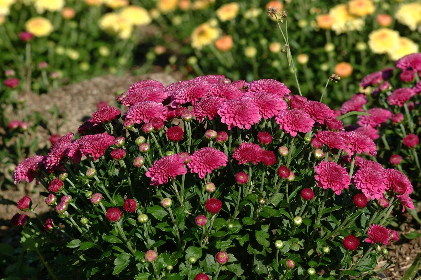 chrysanthemums bring brilliant color to fall gardens